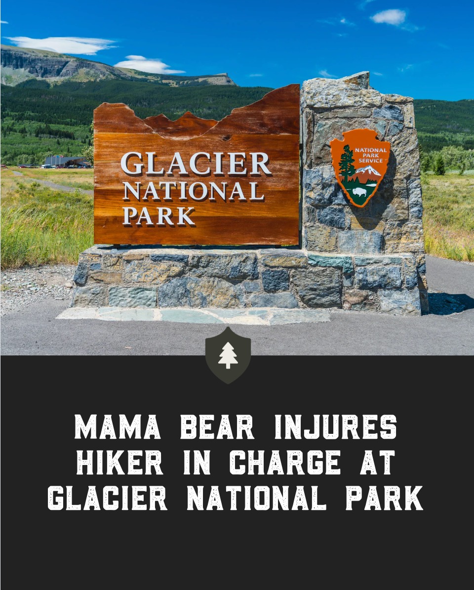 A pair of hikers in Glacier National Park were attacked by a brown-colored bear trailed by two cubs last Thursday.