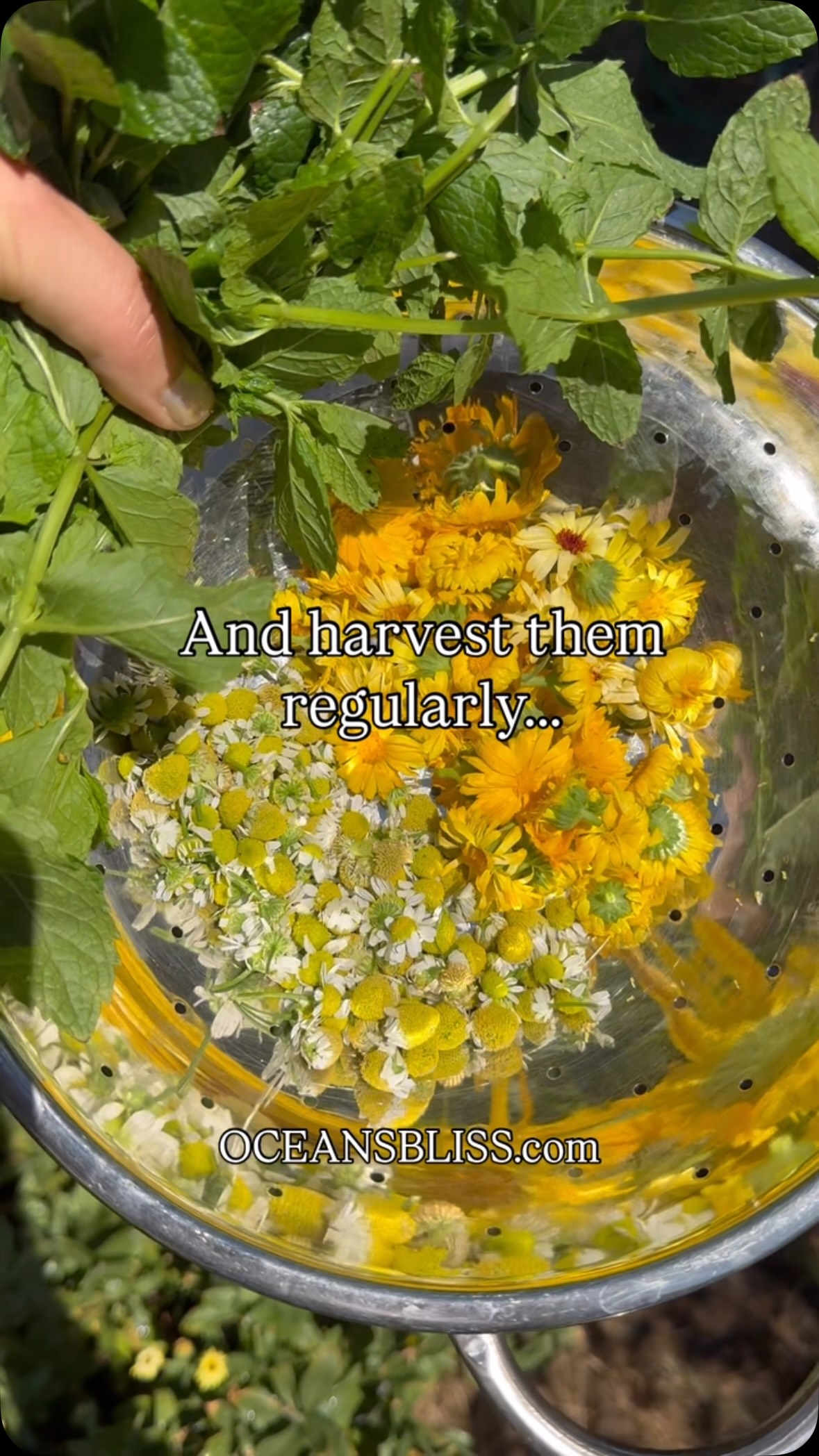 If you can grow herbs, you can make your own tea ☕️🌿 …and trust me the flavour is unparalleled!
One of my favourite parts of summer is drying herbs from the garden and creating homemade tea blends for my precious tea time. 🤭
I grow things like peppermint, lemon balm, chamomile, calendula, lavender, sage, thyme, and echinacea, then mix them with dried fruit, rose petals, or rose hips for fun seasonal blends.
A few easy blends I make every year:
🌿 “Penticton Peppermint”
• Peppermint
• Lemon balm
• Chamomile
• Calendula petals
🌙 “Okanagan Sleepytime”
• Lemon balm
• Chamomile
• Lavender buds
🏔 “Mountain Immune Boost”
• Echinacea
• Elderflower or elderberries
• Lemon balm
• Sage
• Thyme
• Optional rose hips
You can comment tea and I’ll send you the link or you can read the full blog post on my website where I share:
* Easy herbs to grow for tea
* Simple drying methods
* Foraging ingredients around the Okanagan
* Popular tea flavour combinations
* Cozy tea ritual ideas for slow living at home
Save this for later and tag your tea-loving friend 🍵
What would you call your first homemade tea blend?
If you love self-sufficiency, organic gardening, seasonal living, home canning and returning to a life of bliss off the beaten path, follow along as we embrace simple pleasures, grow our own food, and live closer to nature.
.
.
#homesteader #selfsufficiency #homemadetea #teatime #dryingherbs