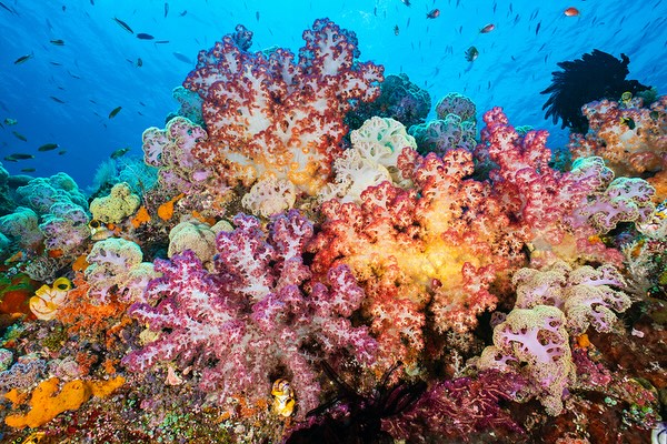 I am excited to see my story about the global biodiversity crisis impacting arguably the biodiverse ecosystem: coral reefs in Wild Eye magazine. The story aims to help readers understand why the biodiversity of this ecosystem is so special, and the importance of highly protected marine protected areas in preserving it. The
I feel that all the talk around coral reef conservation is too focused on restoration. But the great ecological value of coral reefs is the huge biodiversity of life they support, and the best way to conserve this is not in rebuilding but in properly protecting our richest reefs. Both approaches have their value, but I feel the conversation, conservation and funding are way too skewed towards restoration being the solution, which puts the unique biodiversity at risk.
This image shot with Sony A1 + Nikonos 15mm. Nauticam housing, Retra Strobes.
I’ll share a link in the comments where you can read the current issue for FREE!
This image shot with Nikon D4 + Trioplan 100mm. Subal housing, Seacam strobes.
This image shot with Sony A1 + Sony 90mm. Nauticam housing, Retra Strobes.
This image shot with Nikon D850, 105mm, Subal housing, Retra Strobes.
Image shot with Nikon Z8 + 16-35mm, Seacam OPP, Seacam housing, Seacam strobes.