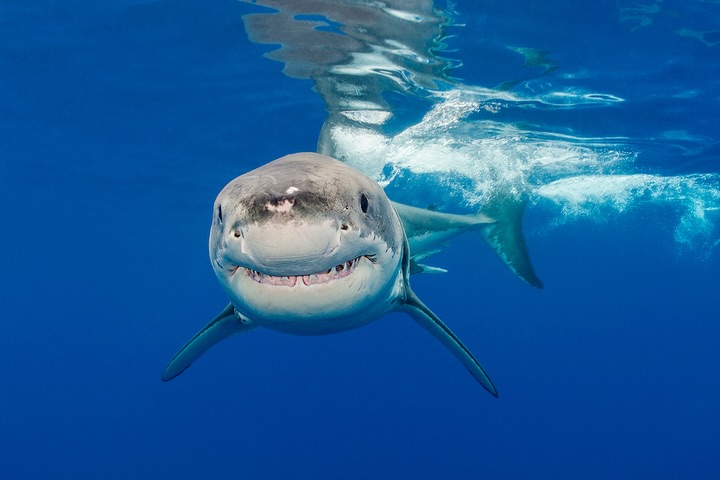 Celebrating sharks! It is always a treat to see a shark and clearly remember the moments and my feelings around taking each of these pictures. One of the favourite shark facts is that sharks are older than trees! Which is true - but not these species, of course, which are all reasonably recent. But shark ancestors predate the first true trees. Trees do live longer than sharks, when we give both a chance!
Sharks (450 Mya) are also older than dinosaurs (252 Mya), the North Star (less than 70 Mya) and Saturn’s rings (less than 400 Mya). So as they say respect and appreciate your elders!
