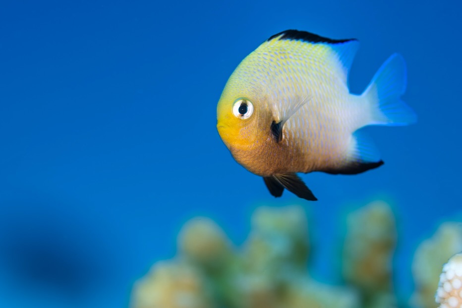 Something a little more cheerful today. We’re very used to the idea of anemonefish having a mutualistic relationship with anemones. But similar relationships occurs with the related damselfish and hard corals. We’re used to seeing damselfish sheltering from predators within the spiky branches of corals. But increasingly research is showing measurable benefits to the corals too. Dascyllus damselfish can provide nutrients to the corals (yes, in the way you are thinking), chase off predators, flush away sediments and increase water flow through the coral, and in this latest research help coral damage heal – all of which creates a mutually beneficial symbiosis.