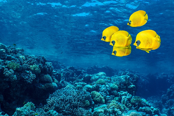 Finally had the chance to look at my fishy photos from June in the Red Sea. I shot the new Sony A7RVI on the second workshop week - and because of the excitement around that new camera I’d focused on those photos until today, when I looked at the shots from week 1, taken with the less exciting Sony A1! Anyway, I was pretty excited to process these ones today. All taken with Sony A1, Nauticam housing, Retra Pro Max 2 strobes and either Sony 28-60mm or Sony 100mm with FCP, EMWL, FCP, MFO-1, EMWL and nothing!