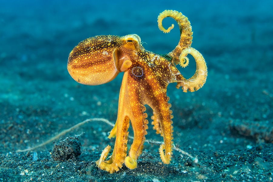 Excited to heading back to Lembeh. Always a treat to see the incredible marine biodiversity there, try and take decent photos and see lots of old friends.
